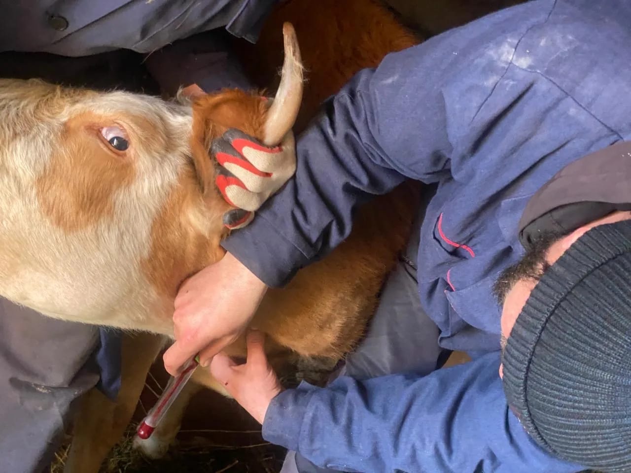 Ветеринарные мероприятия в Шамильском районе